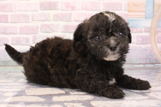 奈良県のチワプー/プーチー(チワワ×プードル) (Coo&RIKU奈良新庄店/2025年9月30日生まれ/男の子/ブリンドルホワイト)の子犬の2枚目の画像