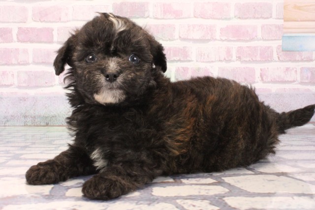 奈良県のチワプー/プーチー(チワワ×プードル) (Coo&RIKU奈良新庄店/2025年9月30日生まれ/男の子/ブリンドルホワイト)の子犬の3枚目の画像