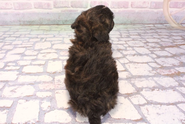 奈良県のチワプー/プーチー(チワワ×プードル) (Coo&RIKU奈良新庄店/2025年9月30日生まれ/男の子/ブリンドルホワイト)の子犬の4枚目の画像