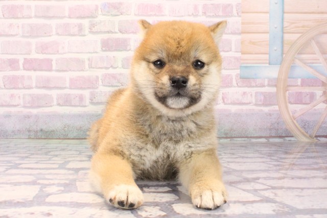 大阪府の柴犬(標準サイズ) (Coo&RIKU城東古市店/2025年10月2日生まれ/男の子/赤)の子犬の1枚目の画像