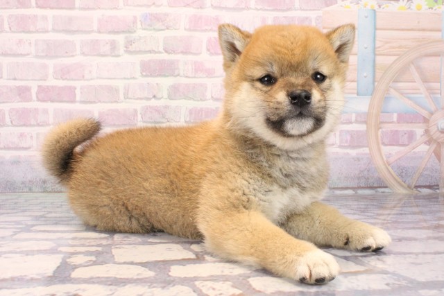 大阪府の柴犬(標準サイズ) (Coo&RIKU城東古市店/2025年10月2日生まれ/男の子/赤)の子犬の2枚目の画像