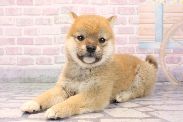 大阪府の柴犬(標準サイズ) (Coo&RIKU城東古市店/2025年10月2日生まれ/男の子/赤)の子犬の3枚目の画像