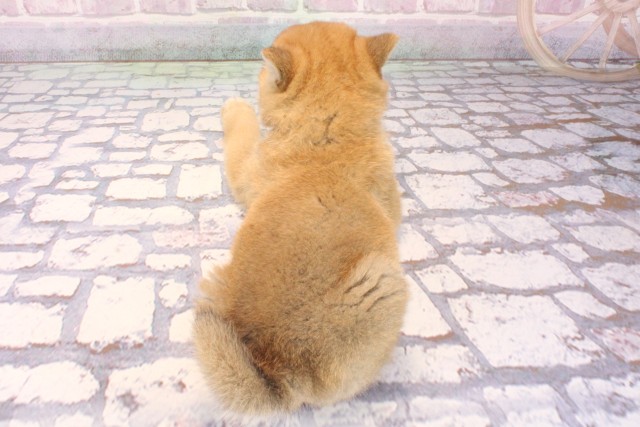 大阪府の柴犬(標準サイズ) (Coo&RIKU城東古市店/2025年10月2日生まれ/男の子/赤)の子犬の4枚目の画像