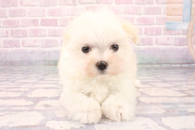滋賀県のマルチーズ (Coo&RIKUアヤハディオ水口店/2025年9月26日生まれ/女の子/ホワイト)の子犬の1枚目の画像