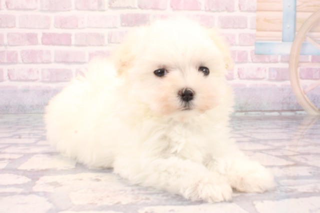 滋賀県のマルチーズ (Coo&RIKUアヤハディオ水口店/2025年9月26日生まれ/女の子/ホワイト)の子犬の2枚目の画像