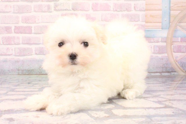 滋賀県のマルチーズ (Coo&RIKUアヤハディオ水口店/2025年9月26日生まれ/女の子/ホワイト)の子犬の3枚目の画像