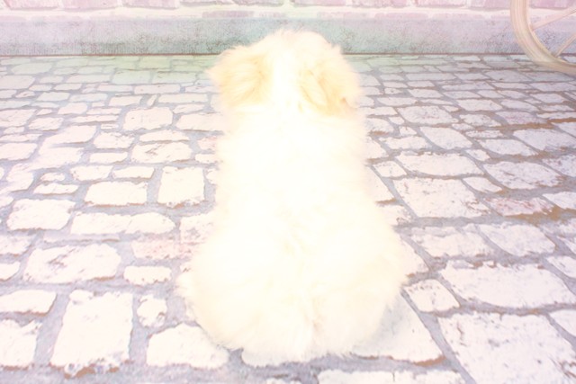 滋賀県のマルチーズ (Coo&RIKUアヤハディオ水口店/2025年9月26日生まれ/女の子/ホワイト)の子犬の4枚目の画像