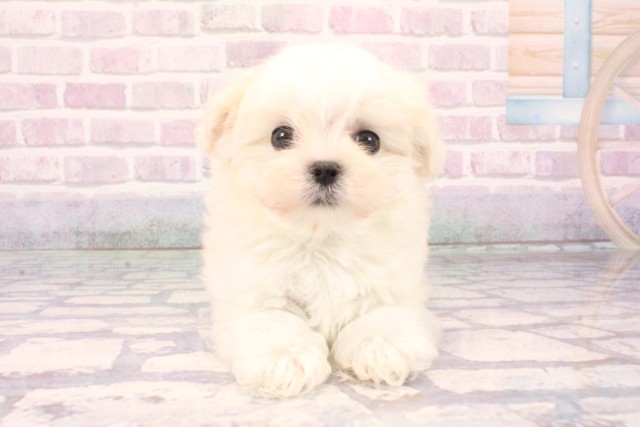 兵庫県のマルチーズ (Coo&RIKU丹波店/2025年9月26日生まれ/男の子/ホワイト)の子犬
