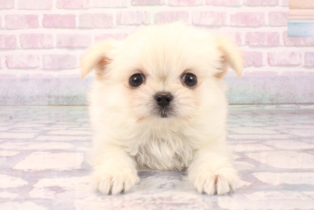 大阪府のチワマル/マルチワ(チワワ×マルチーズ) (Coo&RIKU天王寺店/2025年10月1日生まれ/男の子/クリーム)の子犬