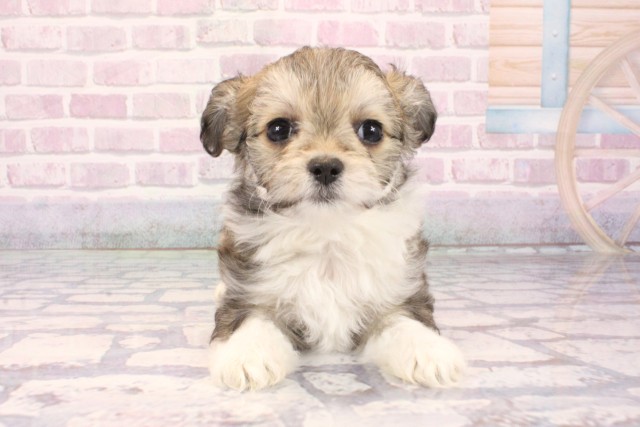 滋賀県のチワマル/マルチワ(チワワ×マルチーズ) (Coo&RIKUアヤハディオ水口店/2025年10月1日生まれ/男の子/パーティーカラー)の子犬の1枚目の画像