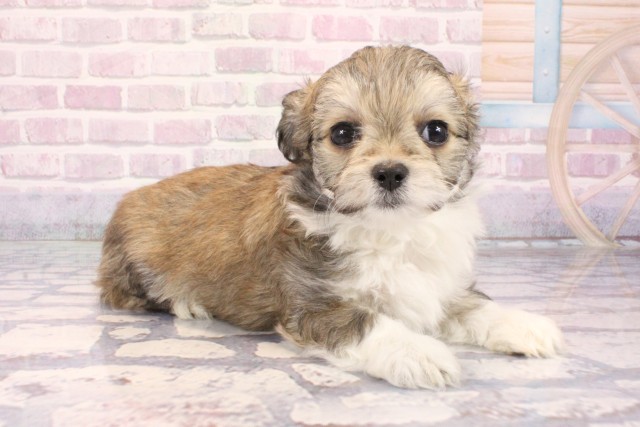 滋賀県のチワマル/マルチワ(チワワ×マルチーズ) (Coo&RIKUアヤハディオ水口店/2025年10月1日生まれ/男の子/パーティーカラー)の子犬の2枚目の画像