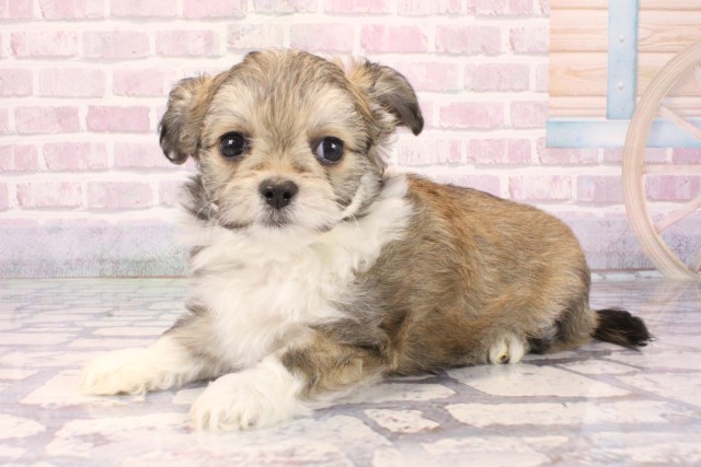 滋賀県のチワマル/マルチワ(チワワ×マルチーズ) (Coo&RIKUアヤハディオ水口店/2025年10月1日生まれ/男の子/パーティーカラー)の子犬の3枚目の画像