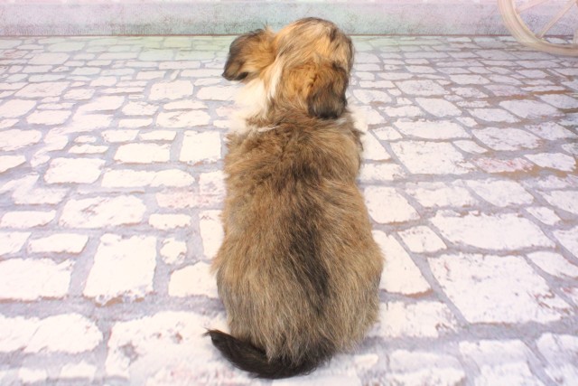 滋賀県のチワマル/マルチワ(チワワ×マルチーズ) (Coo&RIKUアヤハディオ水口店/2025年10月1日生まれ/男の子/パーティーカラー)の子犬の4枚目の画像