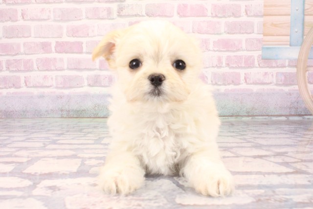 奈良県のチワマル/マルチワ(チワワ×マルチーズ) (Coo&RIKU奈良新庄店/2025年10月1日生まれ/男の子/クリーム)の子犬の1枚目の画像