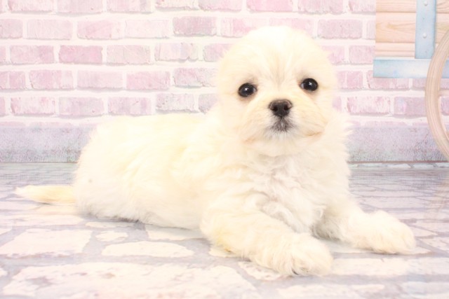 奈良県のチワマル/マルチワ(チワワ×マルチーズ) (Coo&RIKU奈良新庄店/2025年10月1日生まれ/男の子/クリーム)の子犬の2枚目の画像