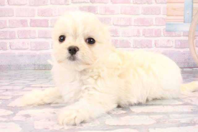 奈良県のチワマル/マルチワ(チワワ×マルチーズ) (Coo&RIKU奈良新庄店/2025年10月1日生まれ/男の子/クリーム)の子犬の3枚目の画像