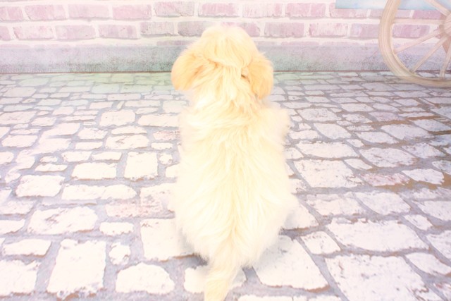 奈良県のチワマル/マルチワ(チワワ×マルチーズ) (Coo&RIKU奈良新庄店/2025年10月1日生まれ/男の子/クリーム)の子犬の4枚目の画像