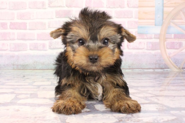 京都府のヨークシャーテリア (Coo&RIKU京都河原町店/2025年9月30日生まれ/男の子/スチールブルータン)の子犬