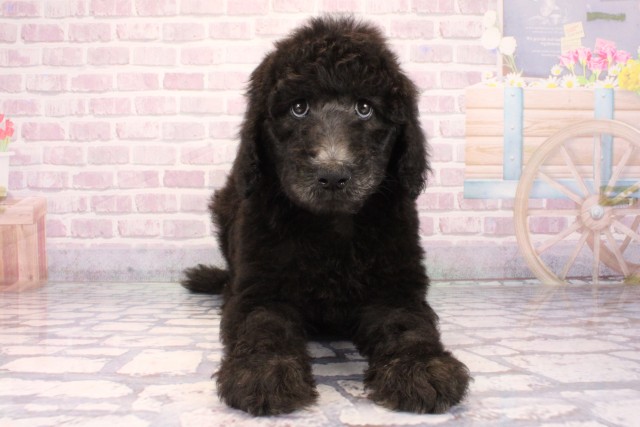 兵庫県のスタンダードプードル (Coo&RIKU神戸垂水店/2025年10月2日生まれ/女の子/グレー)の子犬