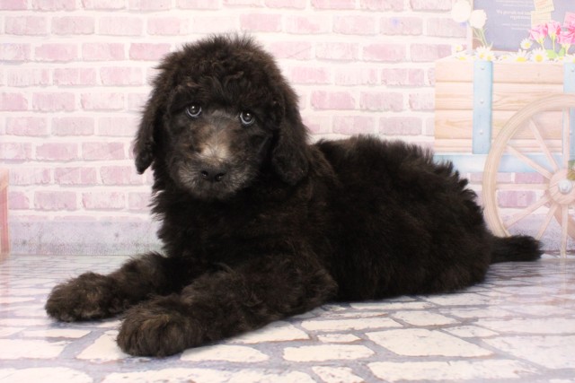 兵庫県のスタンダードプードル (Coo&RIKU神戸垂水店/2025年10月2日生まれ/女の子/グレー)の子犬の3枚目の画像