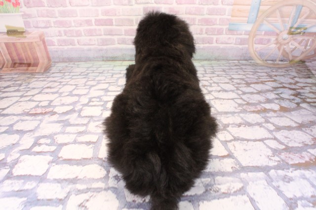 兵庫県のスタンダードプードル (Coo&RIKU神戸垂水店/2025年10月2日生まれ/女の子/グレー)の子犬の4枚目の画像