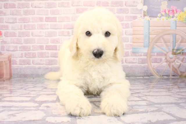 兵庫県のスタンダードプードル (Coo&RIKU丹波店/2025年10月2日生まれ/男の子/ホワイト)の子犬