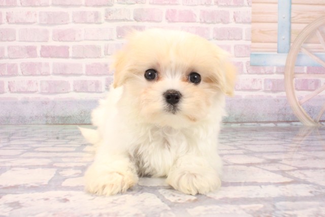 京都府のマルチーズ (Coo&RIKU京都店/2025年10月1日生まれ/女の子/ホワイト)の子犬