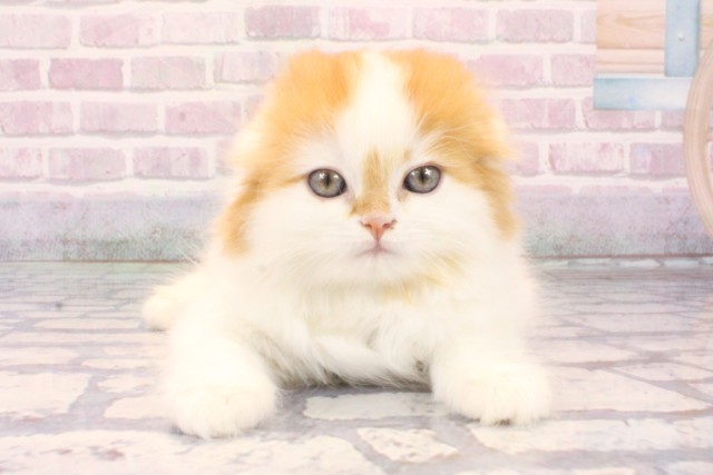 京都府のスコティッシュフォールド (Coo&RIKU舞鶴店/2025年10月1日生まれ/男の子/レッドホワイト)の子猫の1枚目の画像