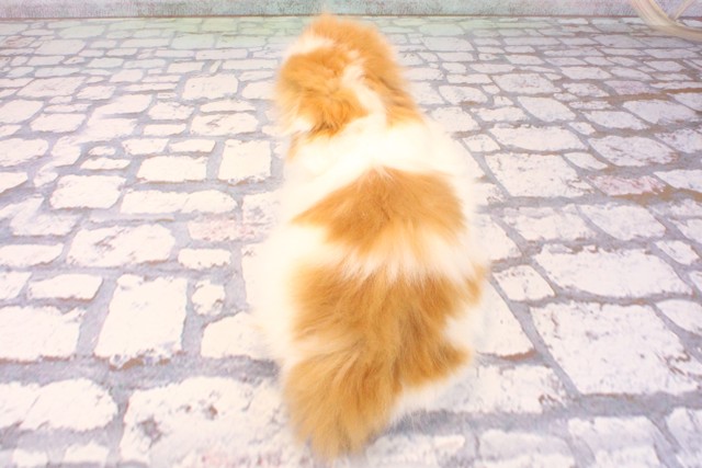 京都府のスコティッシュフォールド (Coo&RIKU舞鶴店/2025年10月1日生まれ/男の子/レッドホワイト)の子猫の4枚目の画像