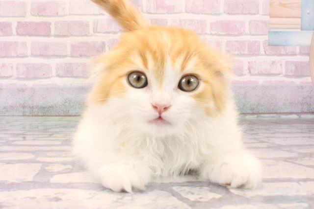 大阪府のスコティッシュフォールド (Coo&RIKU東大阪店/2025年10月1日生まれ/男の子/レッドクラシックタビーホワイト)の子猫