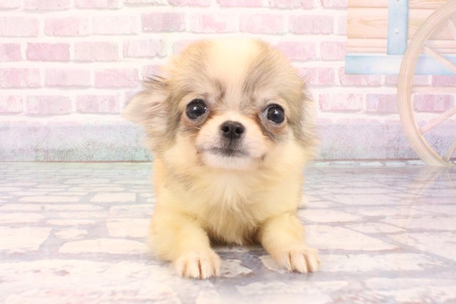 大阪府のチワワ(ロング) (Coo&RIKU東大阪店/2025年9月20日生まれ/男の子/レッドホワイト)の子犬