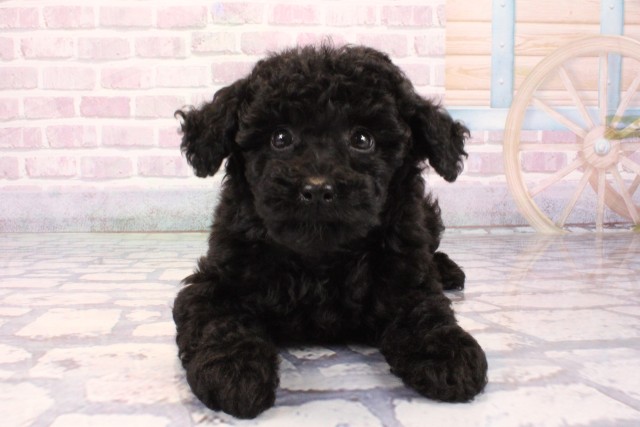 兵庫県のミニチュアプードル (Coo&RIKU姫路店/2025年10月2日生まれ/女の子/ブラック)の子犬