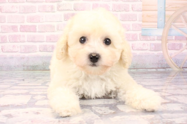 兵庫県のトイプードル(トイ) (Coo&RIKU尼崎店/2025年10月2日生まれ/女の子/ホワイト)の子犬