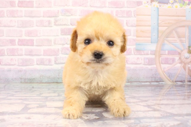 東京都のトイプードル(トイ) (Coo&RIKU吉祥寺店/2025年10月2日生まれ/女の子/ペールフォーン)の子犬の1枚目の画像