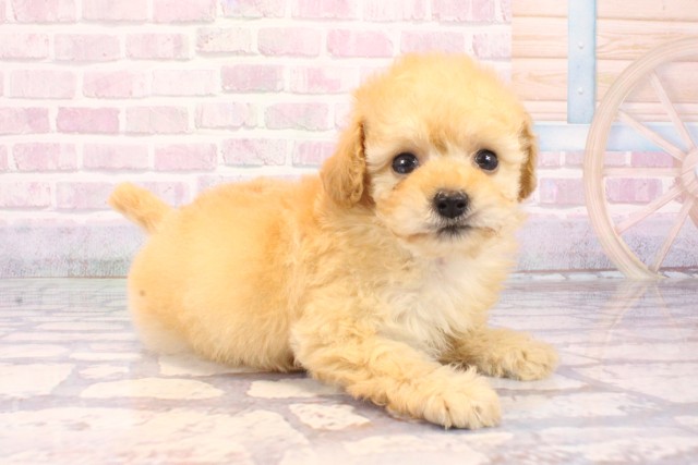 東京都のトイプードル(トイ) (Coo&RIKU吉祥寺店/2025年10月2日生まれ/女の子/ペールフォーン)の子犬の2枚目の画像