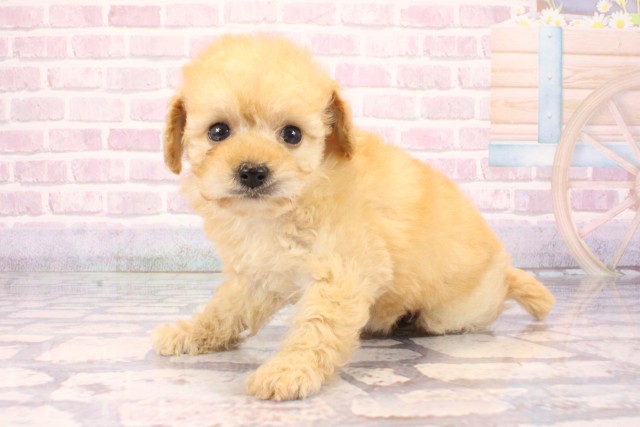 東京都のトイプードル(トイ) (Coo&RIKU吉祥寺店/2025年10月2日生まれ/女の子/ペールフォーン)の子犬の3枚目の画像