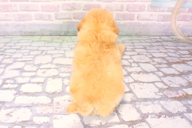 東京都のトイプードル(トイ) (Coo&RIKU吉祥寺店/2025年10月2日生まれ/女の子/ペールフォーン)の子犬の4枚目の画像