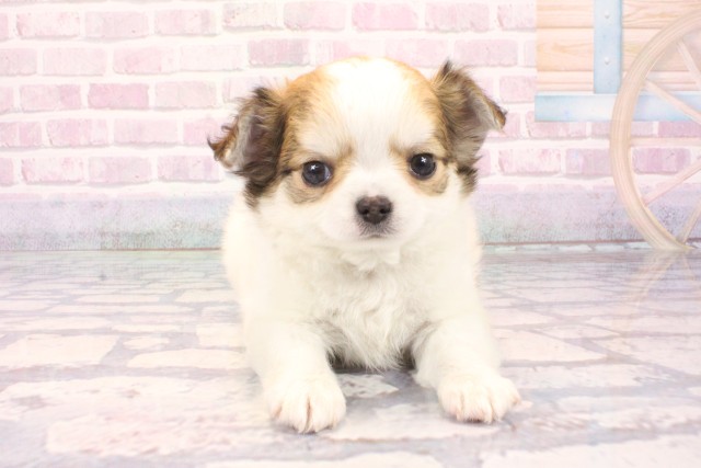 兵庫県のチワワ(ロング) (Coo&RIKU神戸垂水店/2025年10月2日生まれ/男の子/ホワイトレッド)の子犬