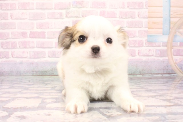 京都府のチワワ(ロング) (Coo&RIKU京都店/2025年10月2日生まれ/女の子/ホワイトレッド)の子犬