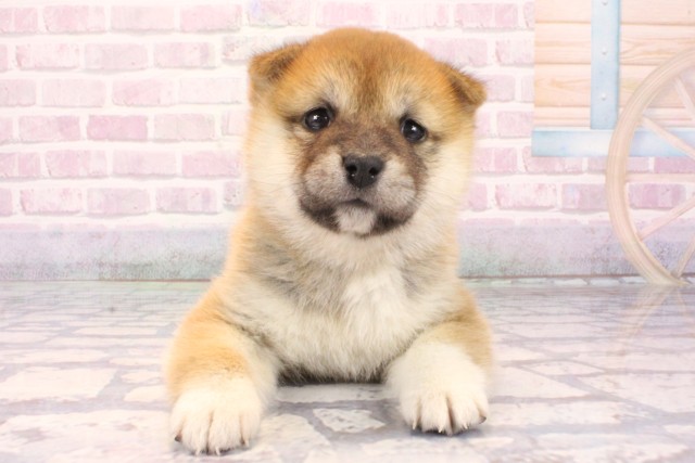 兵庫県の柴犬(標準サイズ) (Coo&RIKU丹波店/2025年9月27日生まれ/女の子/赤)の子犬