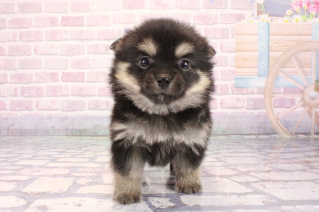 兵庫県のポメチワ/チワポメ/ポメチー(ポメラニアン×チワワ) (Coo&RIKU伊丹店/2025年10月1日生まれ/女の子/ブラックタン)の子犬