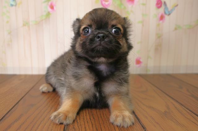 千葉県のチワワ(ロング) (Coo&RIKUコメリパワー旭店/2025年10月3日生まれ/男の子/フォーン)の子犬