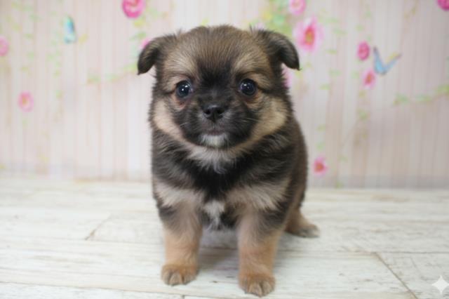 神奈川県のチワワ(ロング) (Coo&RIKU長津田店/2025年10月3日生まれ/女の子/フォーン)の子犬