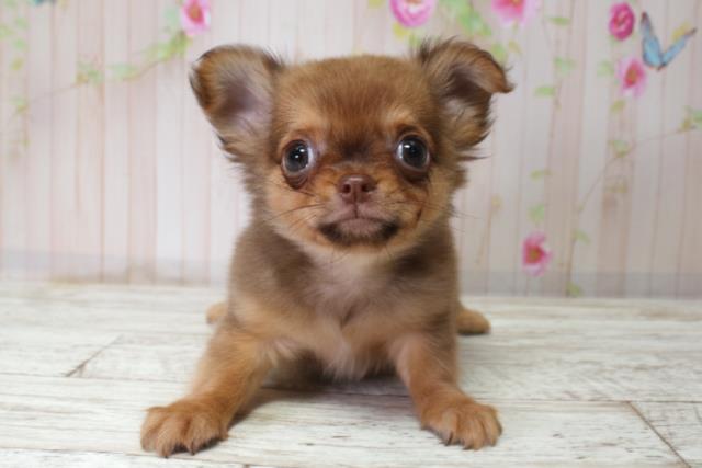 青森県のチワワ(ロング) (Coo&RIKU八戸店/2025年10月3日生まれ/女の子/フォーン)の子犬の1枚目の画像