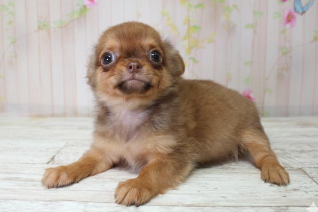 青森県のチワワ(ロング) (Coo&RIKU八戸店/2025年10月3日生まれ/女の子/フォーン)の子犬の2枚目の画像