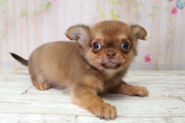 青森県のチワワ(ロング) (Coo&RIKU八戸店/2025年10月3日生まれ/女の子/フォーン)の子犬の3枚目の画像