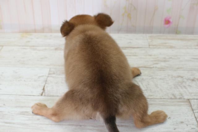 青森県のチワワ(ロング) (Coo&RIKU八戸店/2025年10月3日生まれ/女の子/フォーン)の子犬の4枚目の画像