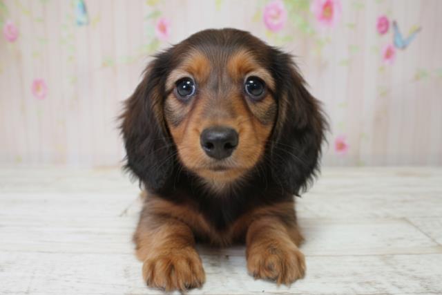 北海道のミニチュアダックスフンド(ロング) (Coo&RIKU札幌西店/2025年10月5日生まれ/女の子/シェーデットレッド)の子犬の1枚目の画像