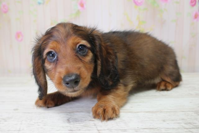 北海道のミニチュアダックスフンド(ロング) (Coo&RIKU札幌西店/2025年10月5日生まれ/女の子/シェーデットレッド)の子犬の2枚目の画像