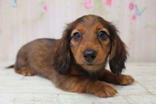 北海道のミニチュアダックスフンド(ロング) (Coo&RIKU札幌西店/2025年10月5日生まれ/女の子/シェーデットレッド)の子犬の3枚目の画像